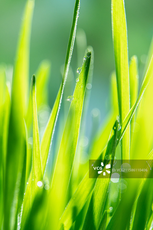 带着露珠的新鲜猫草，麦草图片素材