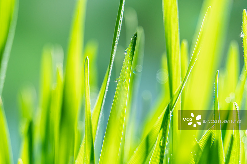 带着露珠的新鲜猫草，麦草图片素材