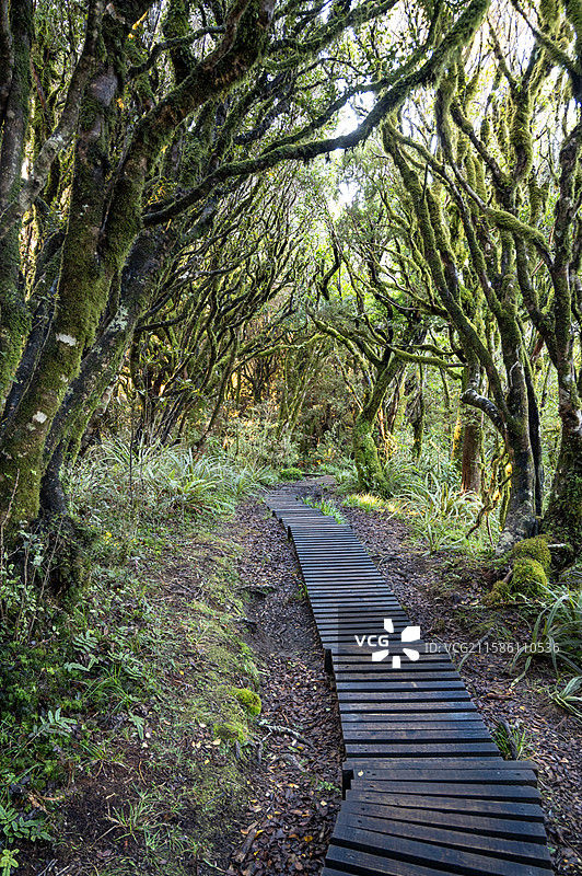 新西兰新普利茅斯 塔拉纳基山登山步道 Mount Taranaki Hiking Trail New图片素材
