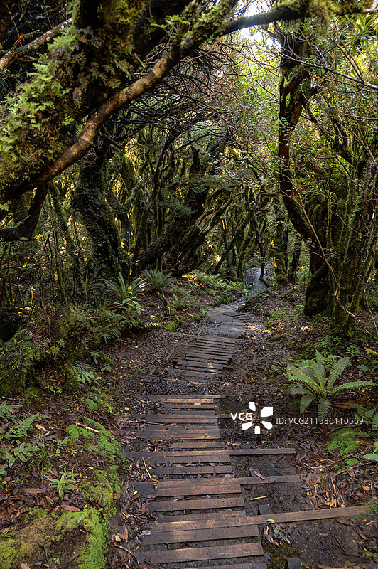 新西兰新普利茅斯 塔拉纳基山登山步道 Mount Taranaki Hiking Trail New图片素材