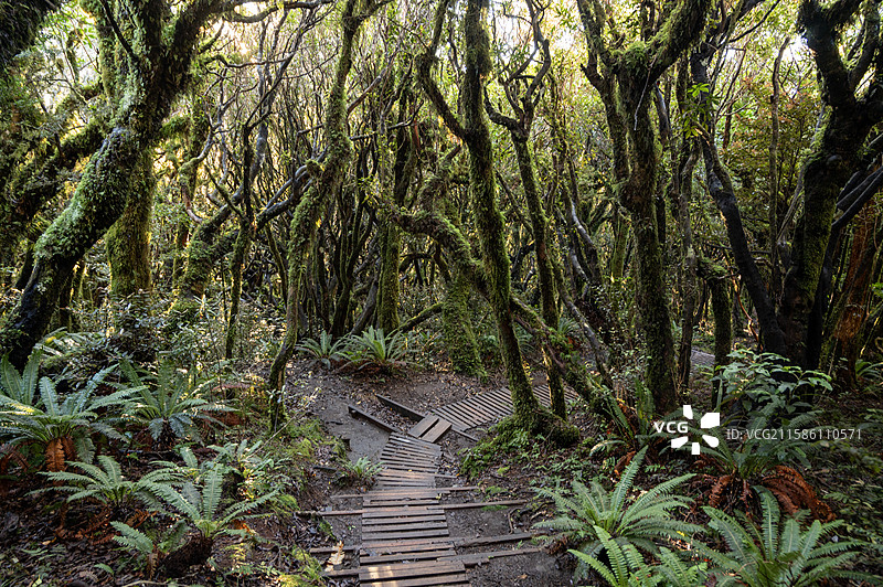 新西兰新普利茅斯 塔拉纳基山登山步道 Mount Taranaki Hiking Trail New图片素材