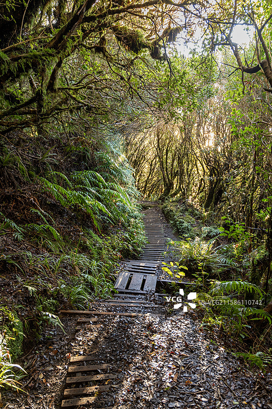 新西兰新普利茅斯 塔拉纳基山登山步道 Mount Taranaki Hiking Trail New图片素材