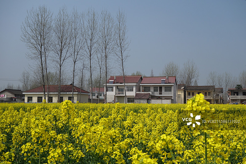 陕西省汉中市城固县文川镇文星村油菜花节主会场油菜花海图片素材