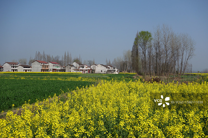 陕西省陕南汉中市城固县五郎庙镇油菜花节主会场油菜花海图片素材