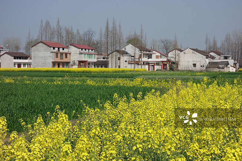 陕西省陕南汉中市城固县五郎庙镇油菜花节主会场油菜花海图片素材