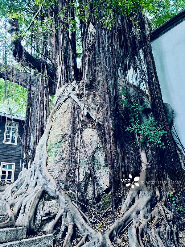 老榕树图片素材