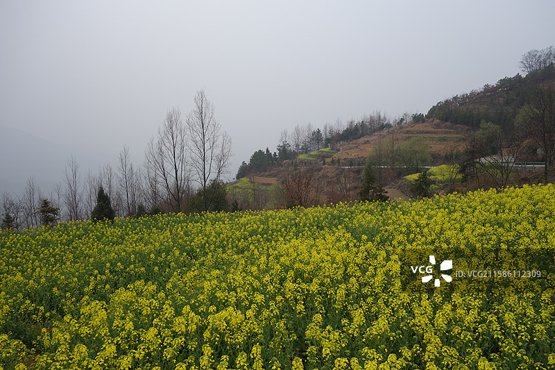 陕西省陕南安康市汉阴县漩涡镇东河村：凤堰古梯田凤堰梯田堰坪梯田凤江梯田油菜花图片素材