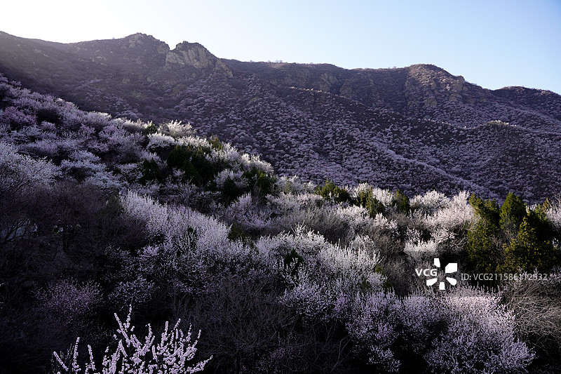 白虎涧桃花图片素材