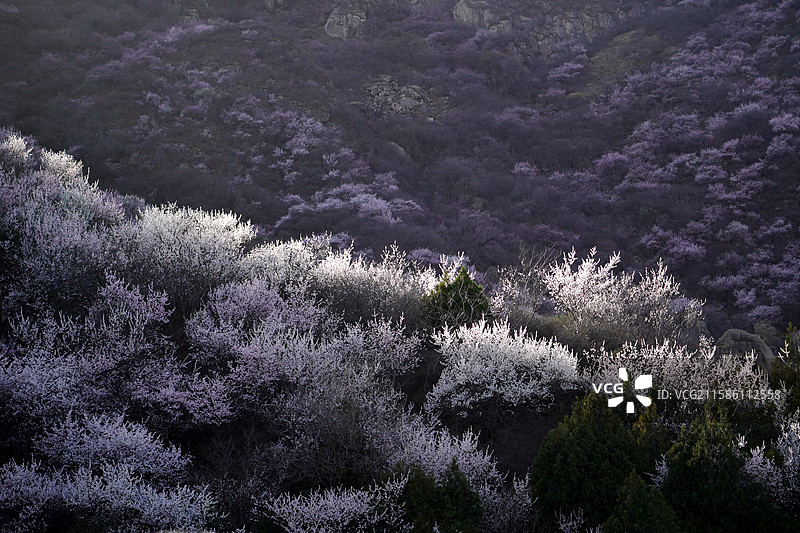 白虎涧桃花图片素材