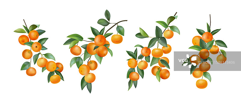 热带水彩橘子树枝图片素材