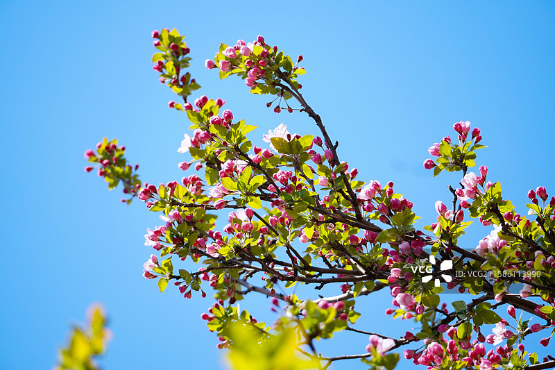 周邓纪念馆的海棠花图片素材