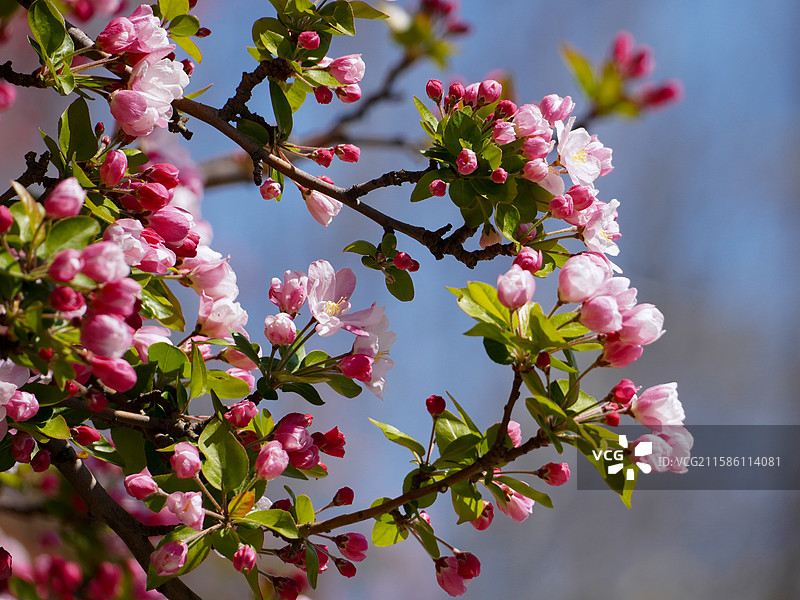 周邓纪念馆的海棠花图片素材