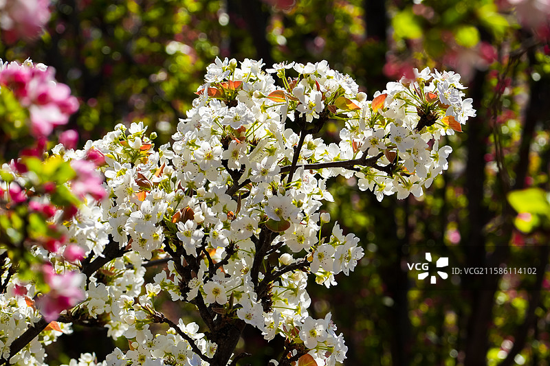 周邓纪念馆的海棠花图片素材