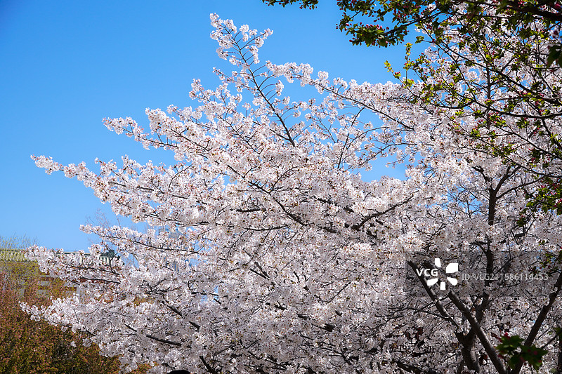 周邓纪念馆的春日樱花图片素材