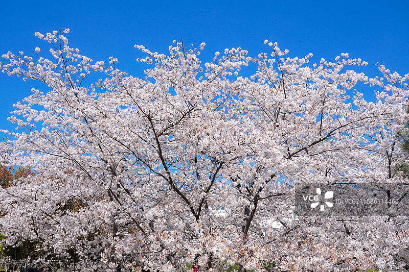周邓纪念馆的春日樱花图片素材