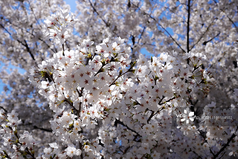 周邓纪念馆的春日樱花图片素材