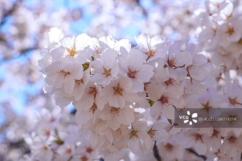 周邓纪念馆的春日樱花图片素材