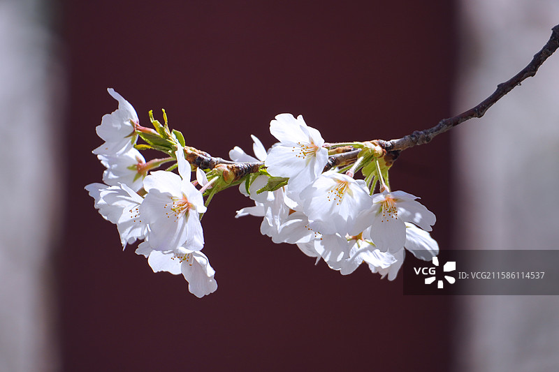 周邓纪念馆的春日樱花图片素材