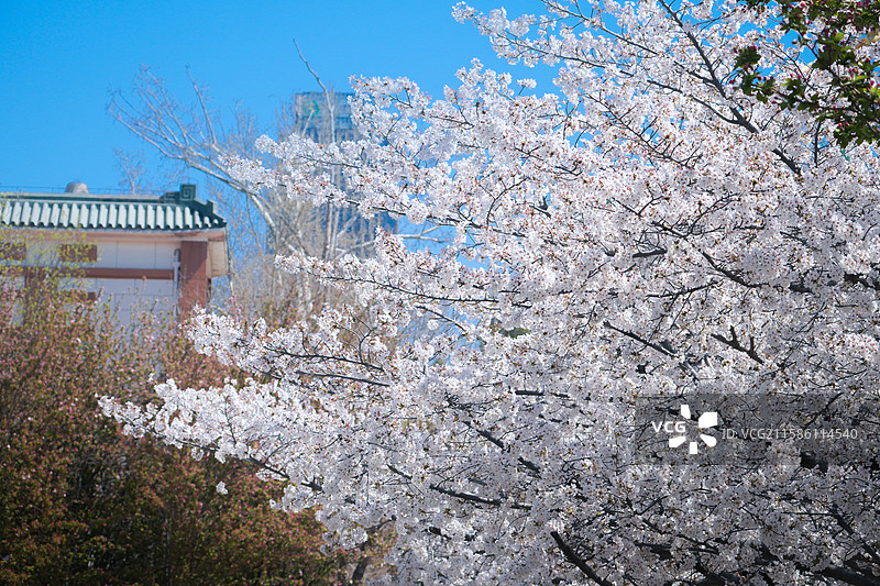 周邓纪念馆的春日樱花图片素材