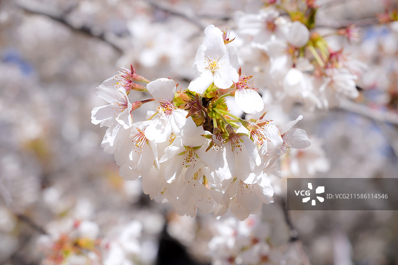 周邓纪念馆的春日樱花图片素材