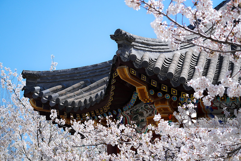 周邓纪念馆的春日樱花图片素材