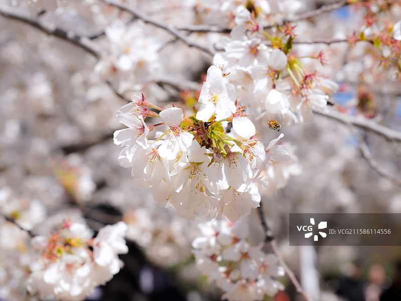 周邓纪念馆的春日樱花图片素材