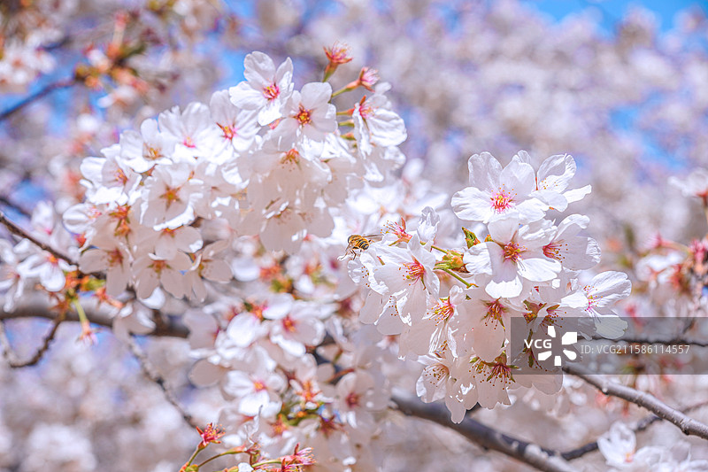 周邓纪念馆的春日樱花图片素材