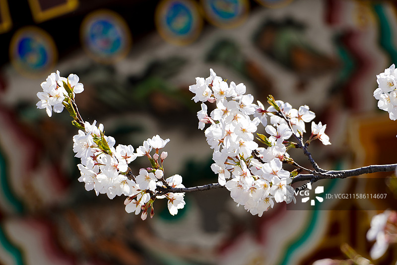 周邓纪念馆的春日樱花图片素材