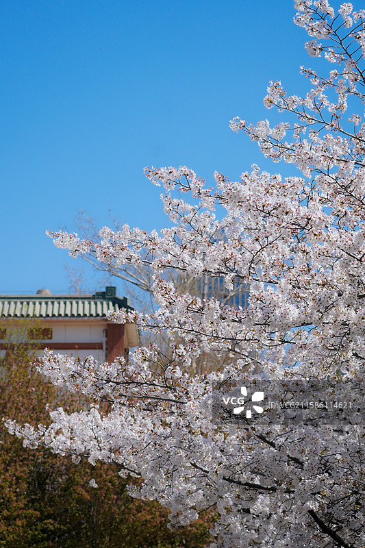 周邓纪念馆的春日樱花图片素材