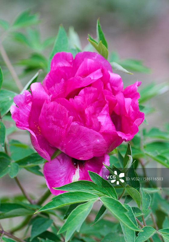 玫红色牡丹花图片素材