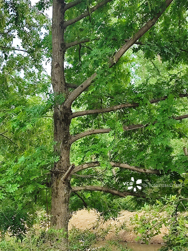 西河古村皂角树图片素材