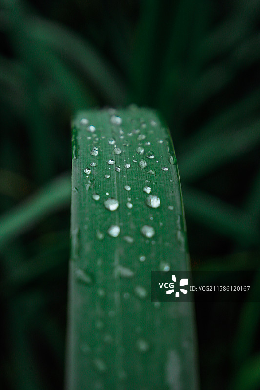 雨天绿色水滴幽静小路图片素材