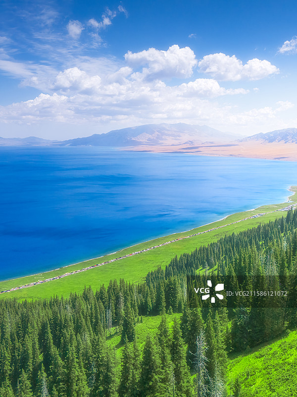 赛里木湖晴天松树湖泊风景图片素材