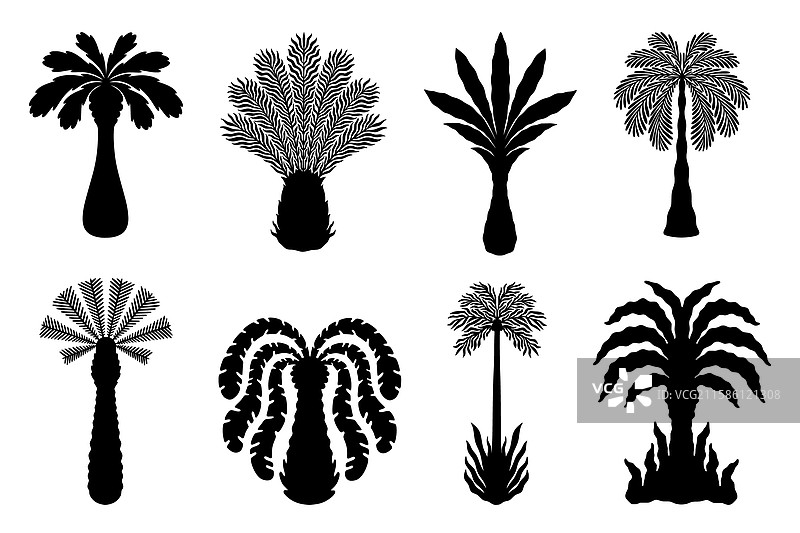 棕榈树波西米亚风格剪影丛林植物阳光图片素材