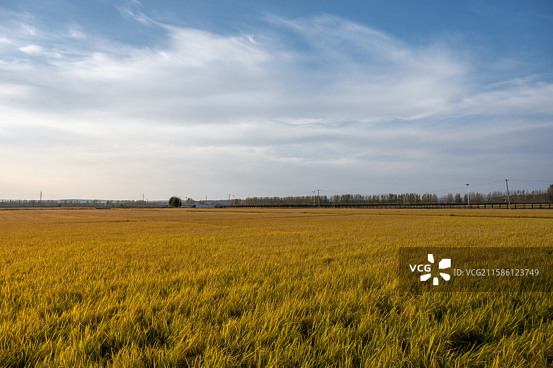 黑龙江佳木斯桦南县共和湖风景区金黄稻田图片素材