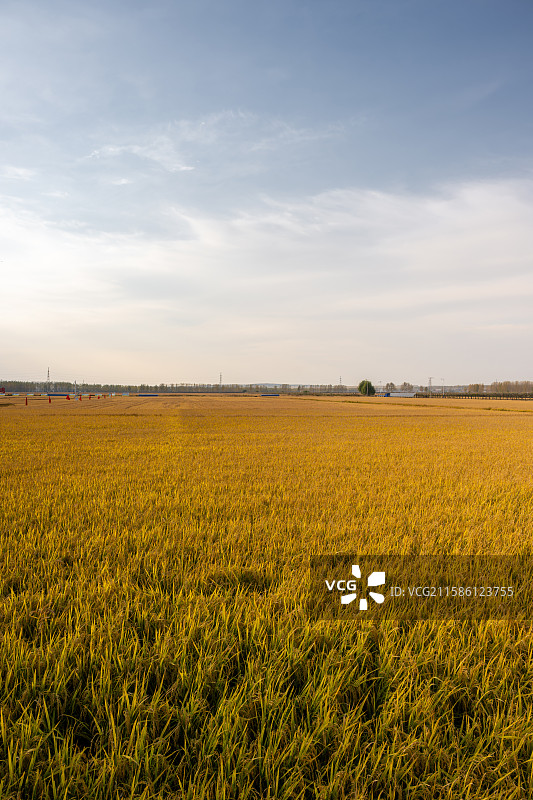 黑龙江佳木斯桦南县共和湖风景区金黄稻田图片素材