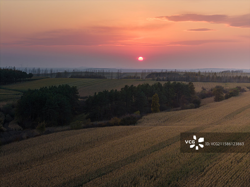 黑龙江佳木斯桦南县共和湖风景区的金色田野图片素材