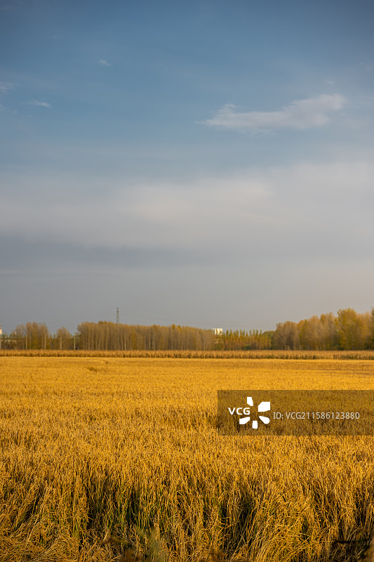 黑龙江佳木斯桦南县共和湖风景区金秋稻田图片素材