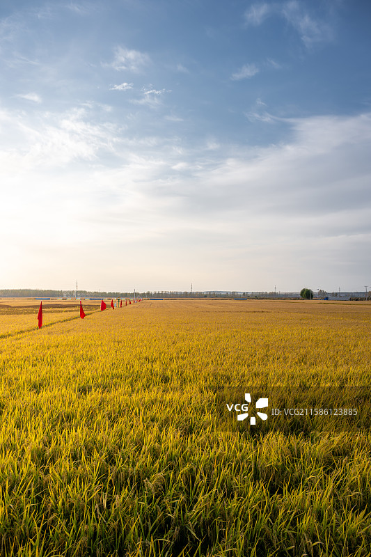 黑龙江佳木斯桦南县共和湖风景区金秋稻田图片素材