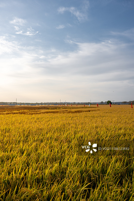 黑龙江佳木斯桦南县共和湖风景区金黄稻田图片素材