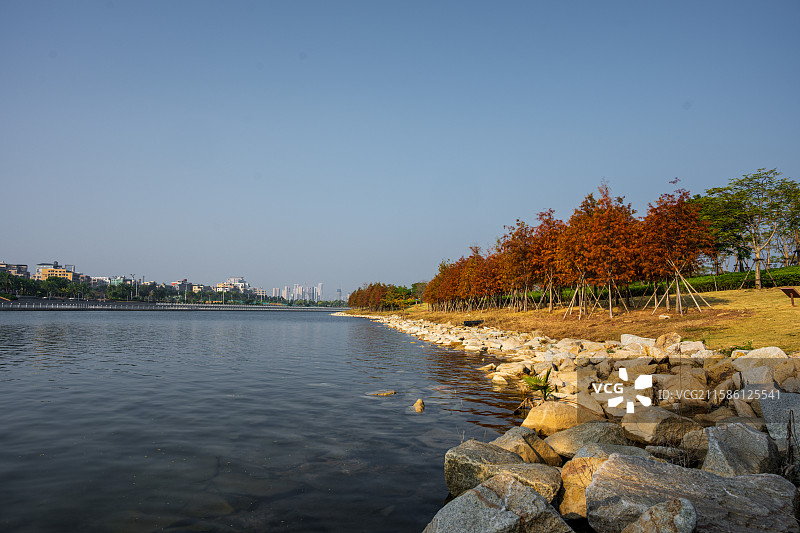 福建厦门马銮湾公园红叶与城市天际线图片素材