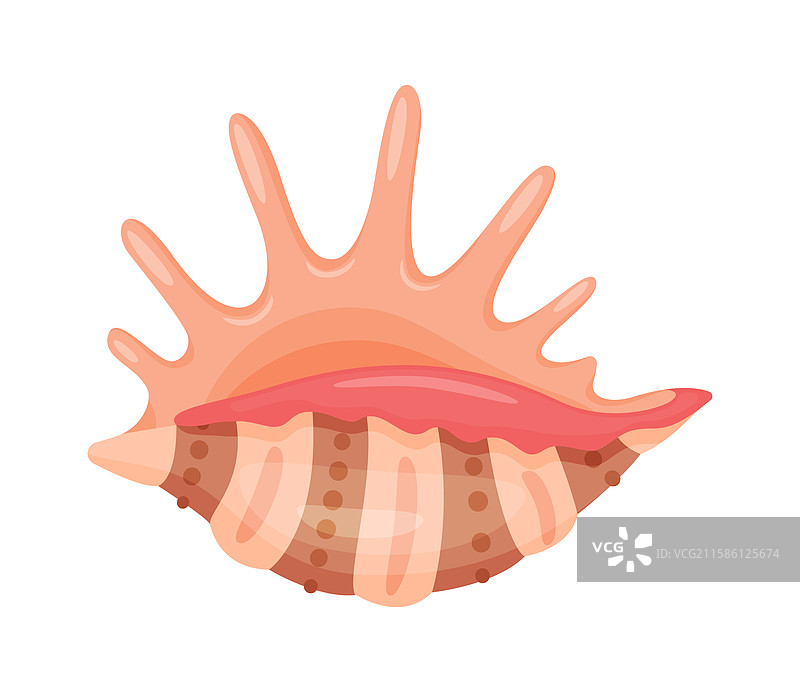 手绘卡通风格的蜘蛛海螺贝壳图片素材