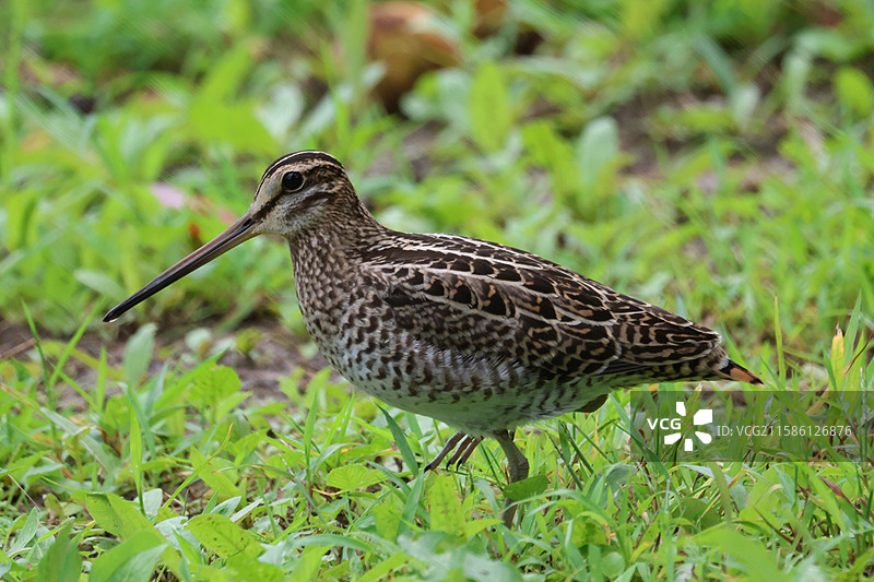 大沙锥特写图片素材