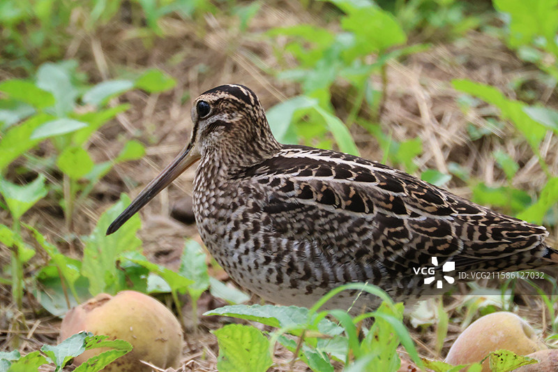 大沙锥图片素材