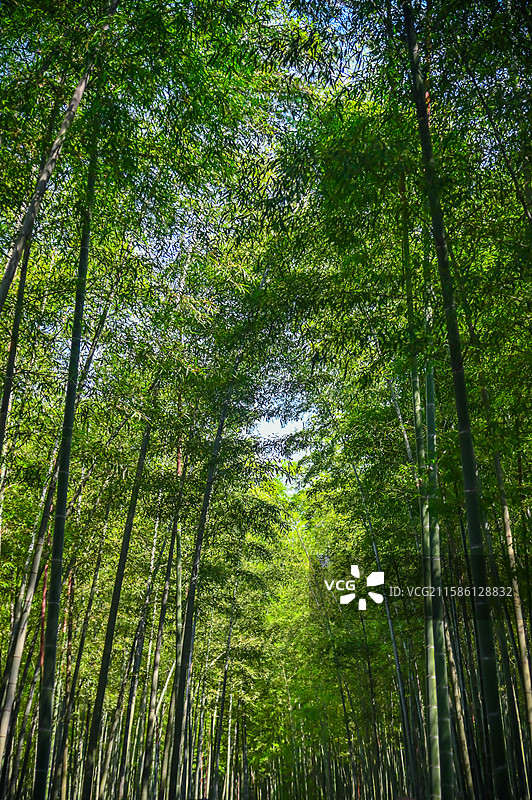 大奇山国家森林公园图片素材