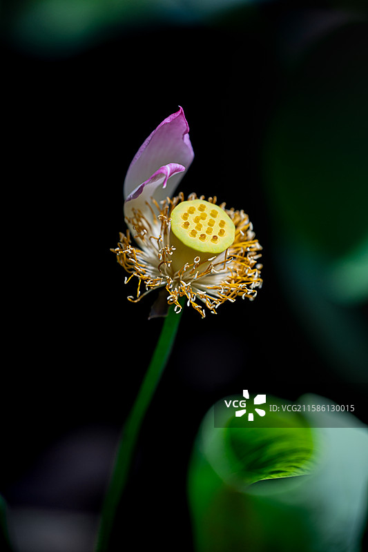 很久以前有人说我像荷花，那时年轻的我不明白是什么意思，现在的我也想知道什么意思，但我爱上了追荷花。图片素材