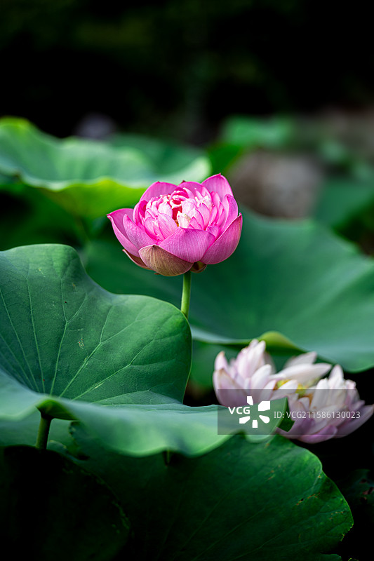 很久以前有人说我像荷花，那时年轻的我不明白是什么意思，现在的我也想知道什么意思，但我爱上了追荷花。图片素材