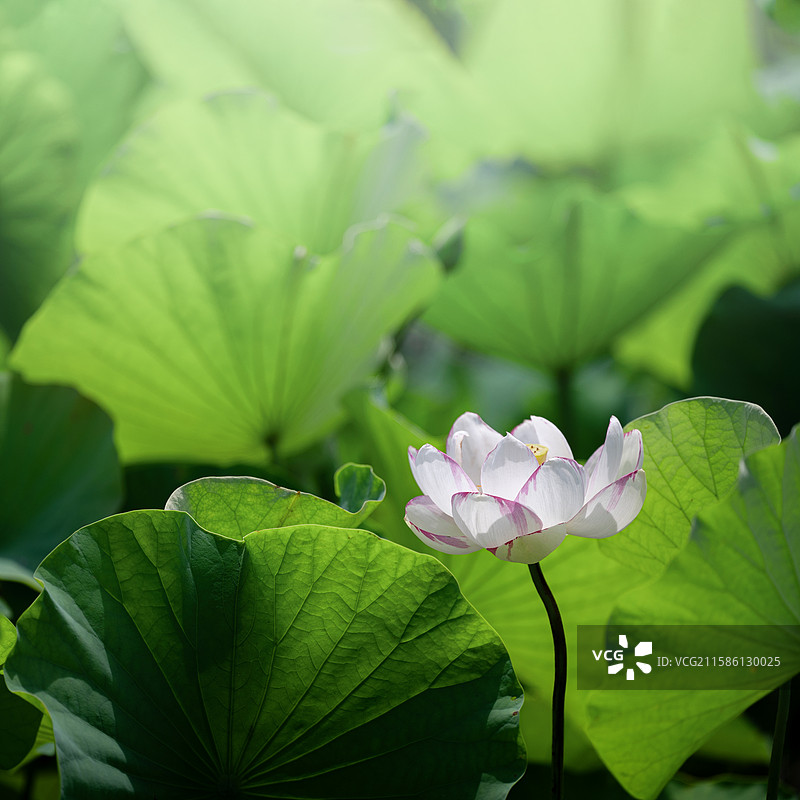 很久以前有人说我像荷花，那时年轻的我不明白是什么意思，现在的我也想知道什么意思，但我爱上了追荷花。图片素材