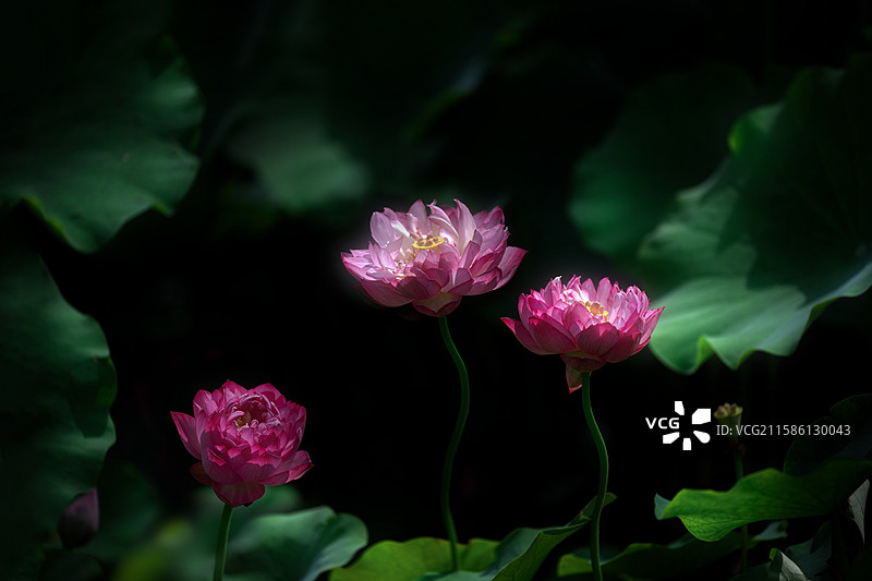 很久以前有人说我像荷花，那时年轻的我不明白是什么意思，现在的我也想知道什么意思，但我爱上了追荷花。图片素材