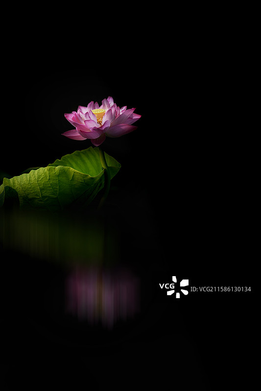 很久以前有人说我像荷花，那时年轻的我不明白是什么意思，现在的我也想知道什么意思，但我爱上了追荷花。图片素材